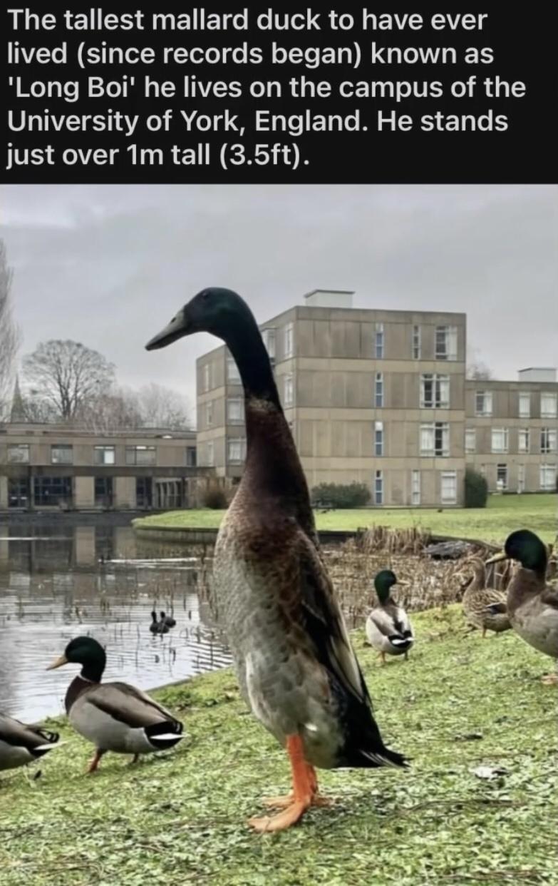 ARG A E ETde Ko Vo ol g EVR AYCT VTe NS TR Tel N fTolo o N s LYo ETR G LIS 1S Long Boi he lives on the campus of the ST TAVEET S A VAo A o T O I5 To EETo Te M S RS 10 e just over 1m tall 35ft