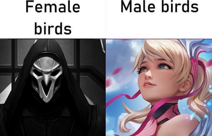 Female Male birds