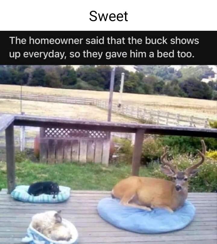 Sweet RUCH I EGETEET R GEIS QIR S IV up everyday so they gave him a bed too