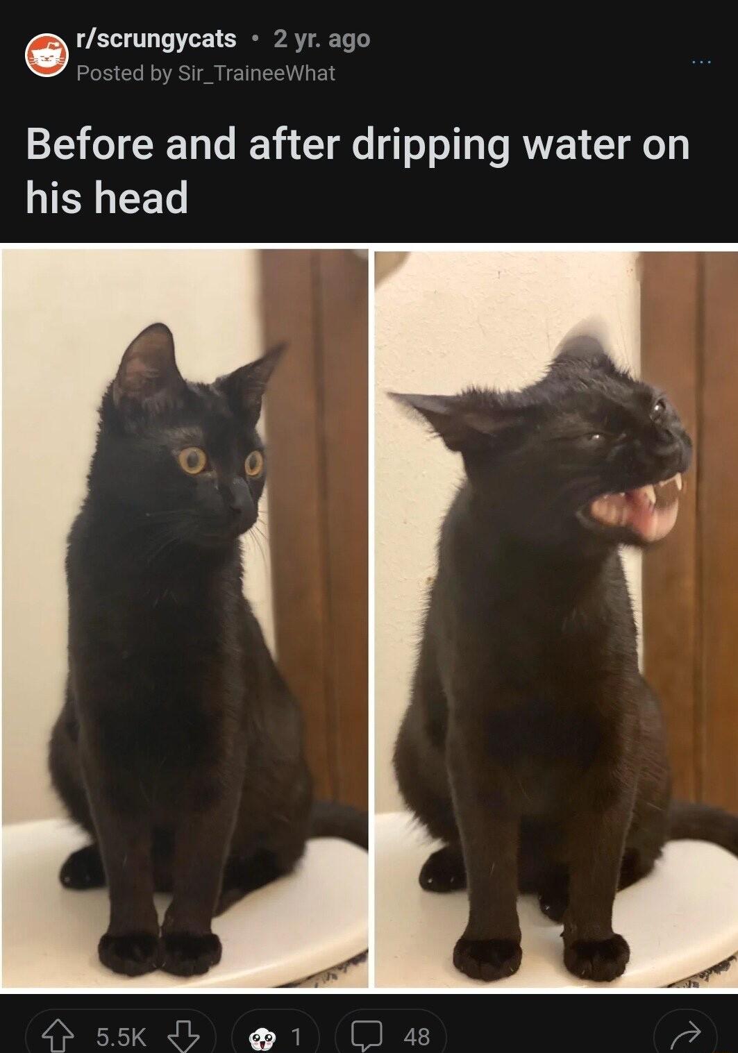rscrungycals 2yrago Before and after dripping water on his head