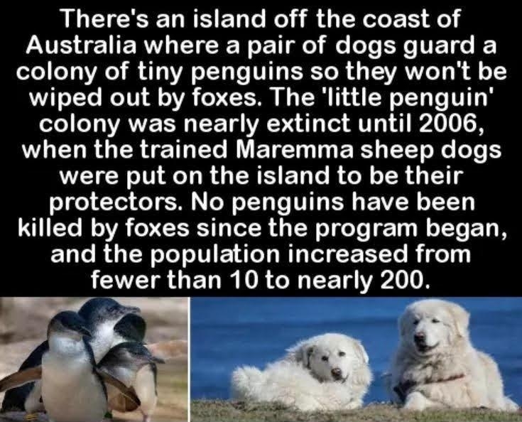Theres an island off the coast of Australia where a pair of dogs guard a colony of tiny penguins so they wont be wiped out by foxes The little penguin ole 11Ty VAYE RN T T WP 1 o T R 0 LELRGEREIRET RUETE T ER LT Re T B were put on the island to be their protectors No penguins have been killed by foxes since the program began and the population increased from ECIR U EL R VRGN EET Rl 1