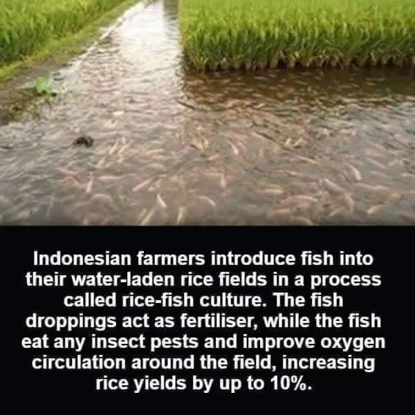 Indonesian farmers introduce fish into their water laden rice fields in a process called rice fish culture The fish droppings act as fertiliser while the fish CELE AN S SR LR RO AT E LT ENGL TSI LRGSR E LT T CER T LSRR AT R G 17