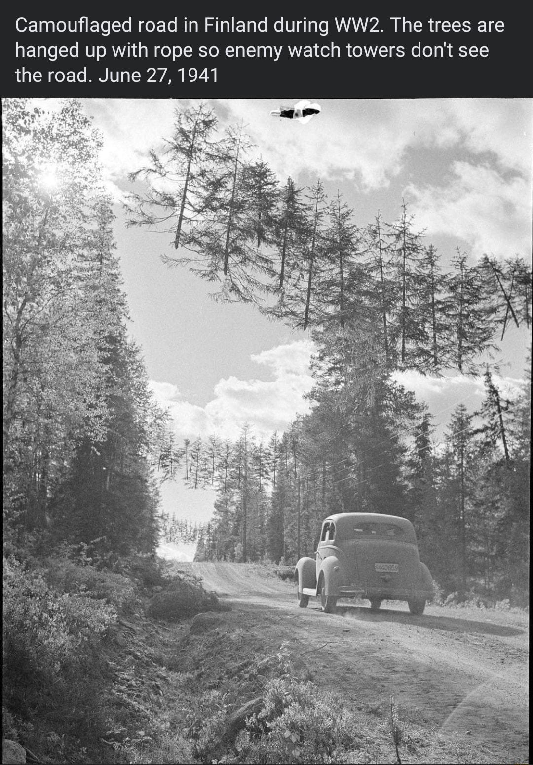 Historic Photographs e X 2im Camouflaged road in Finland during WW2 The trees are hanged up with rope so enemy watch towers dont see the road June 27 1941
