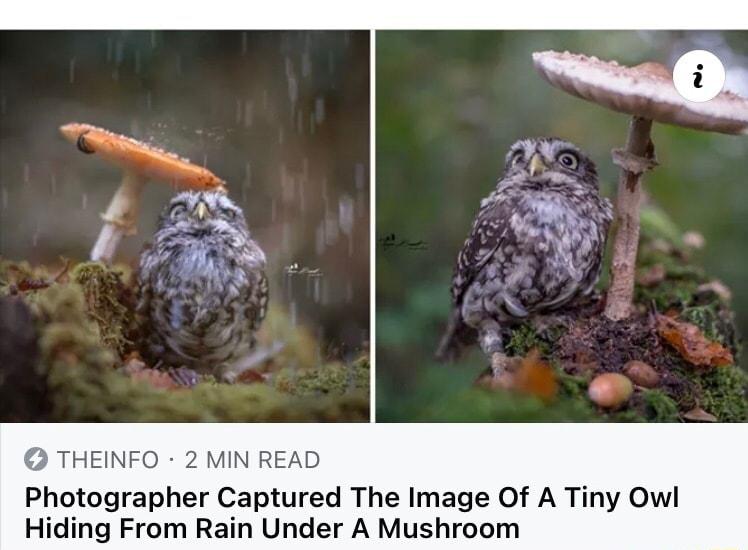 THEINFO 2 MIN READ Photographer Captured The Image Of A Tiny Owl Hiding From Rain Under A Mushroom