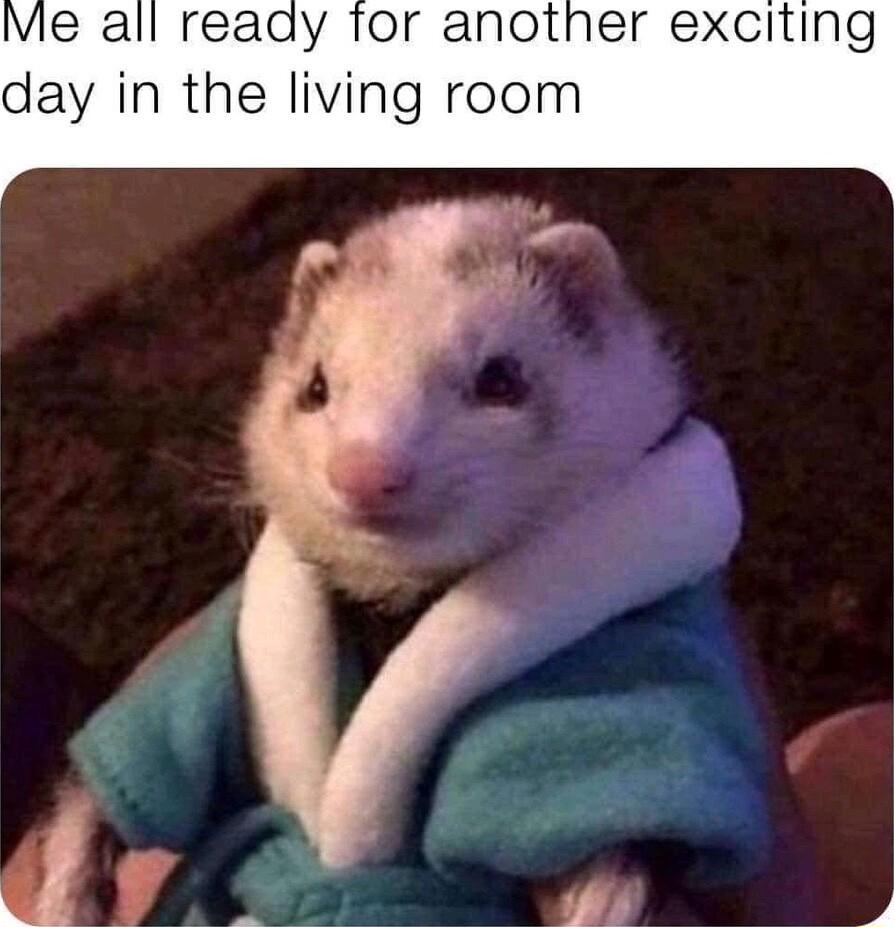 Vie all ready Tor er exciting day in the living room