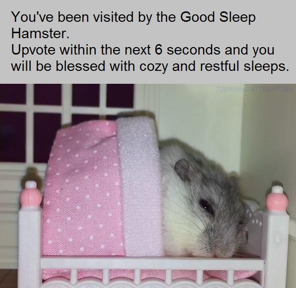 Youve been visited by the Good Sleep Hamster Upvote within the next 6 seconds and you will be blessed with cozy and restful sleeps