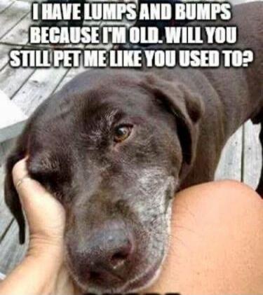 I HAVE LUMPS AND BUMPS BECAUSE I'M OLD. WILL YOU STILL PET ME LIKE YOU USED TO?