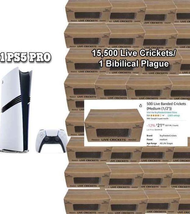 15500LtivelCricketsA 1 Bibilical Plague 500 Uve Banded Crkess