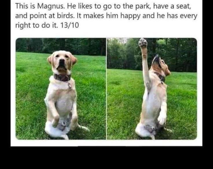 us He likes to go to the park have a and point at birds It makes him happy and he has e right to do it 1310