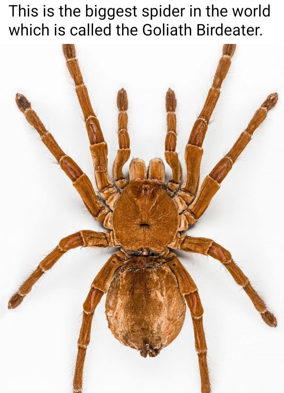 This is the biggest spider in the world which is called the Goliath Birdeater.