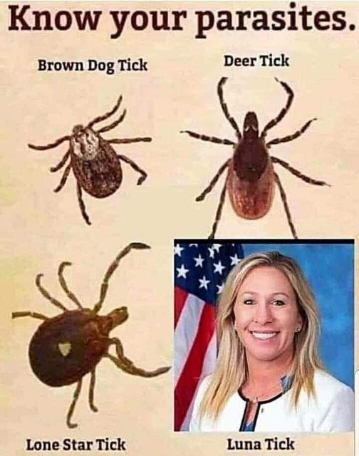 Know your parasites Brown Dog Tick Deer Tick Lone Star Tick Luna Tick
