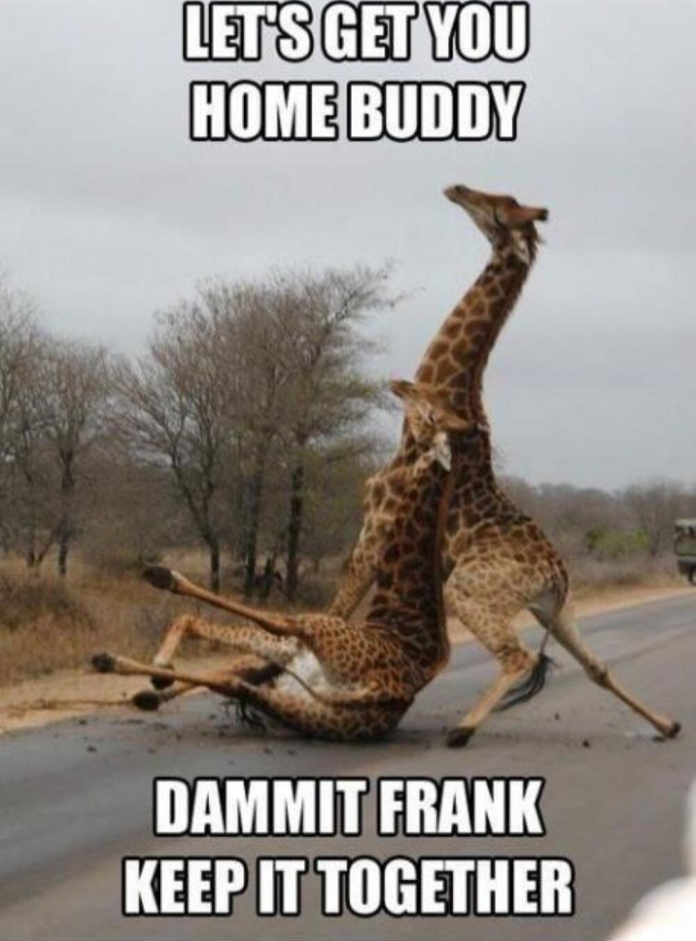 LET'S GET YOU HOME BUDDY
DAMMIT FRANK KEEP IT TOGETHER