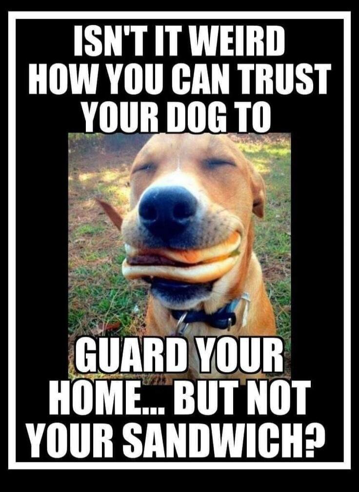 ISN'T IT WEIRD HOW YOU CAN TRUST YOUR DOG TO GUARD YOUR HOME... BUT NOT YOUR SANDWICH?