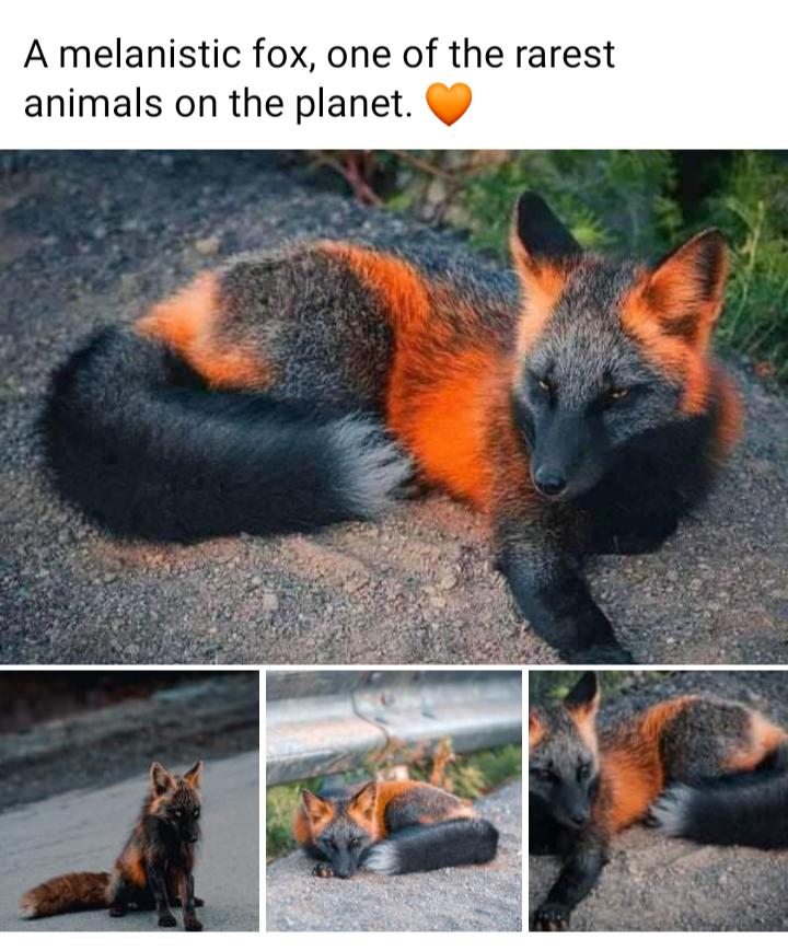 A melanistic fox one of the rarest animals on the planet