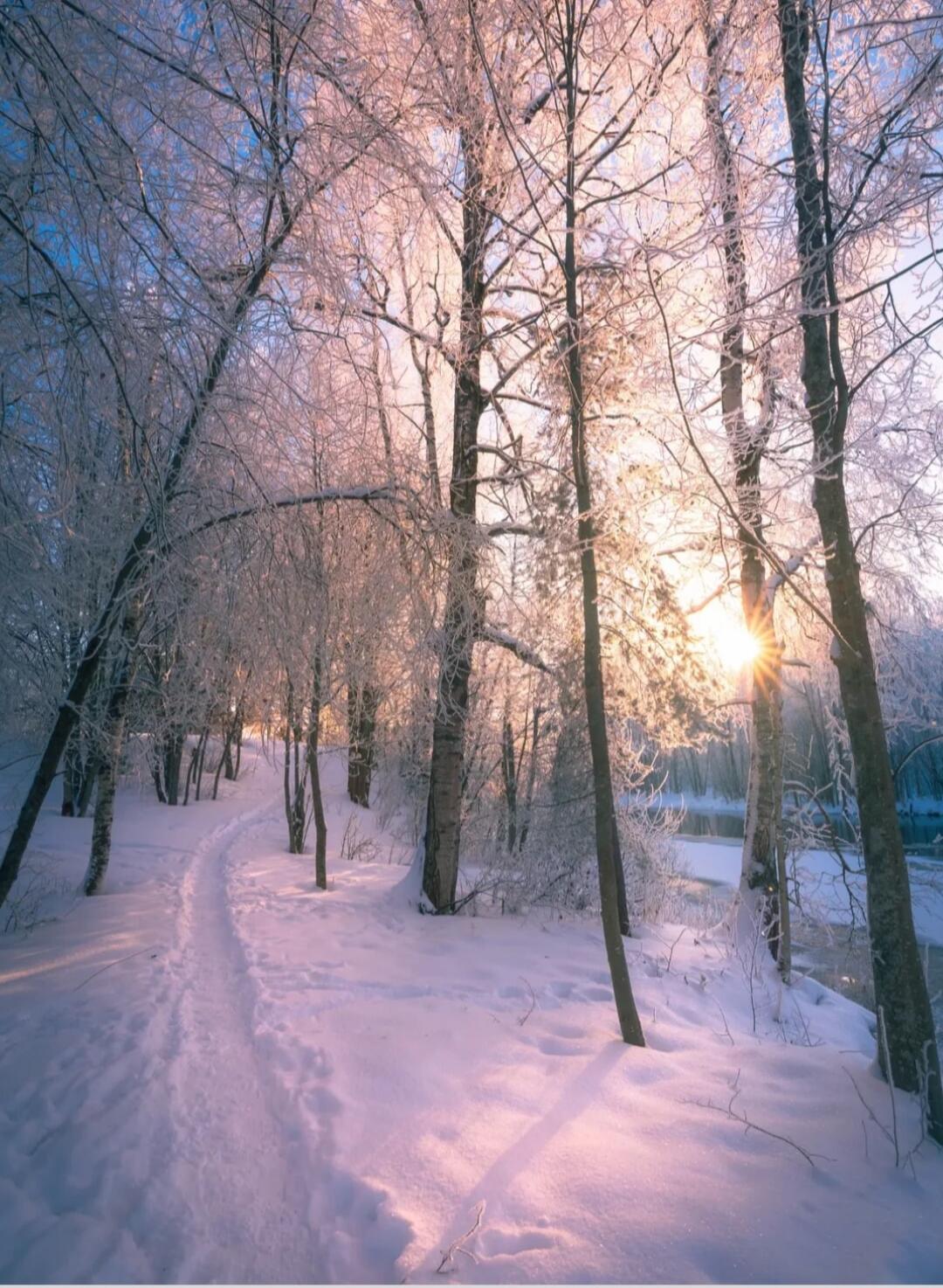 A serene winter forest scene with sunlight filtering through bare trees on a snow-covered path.