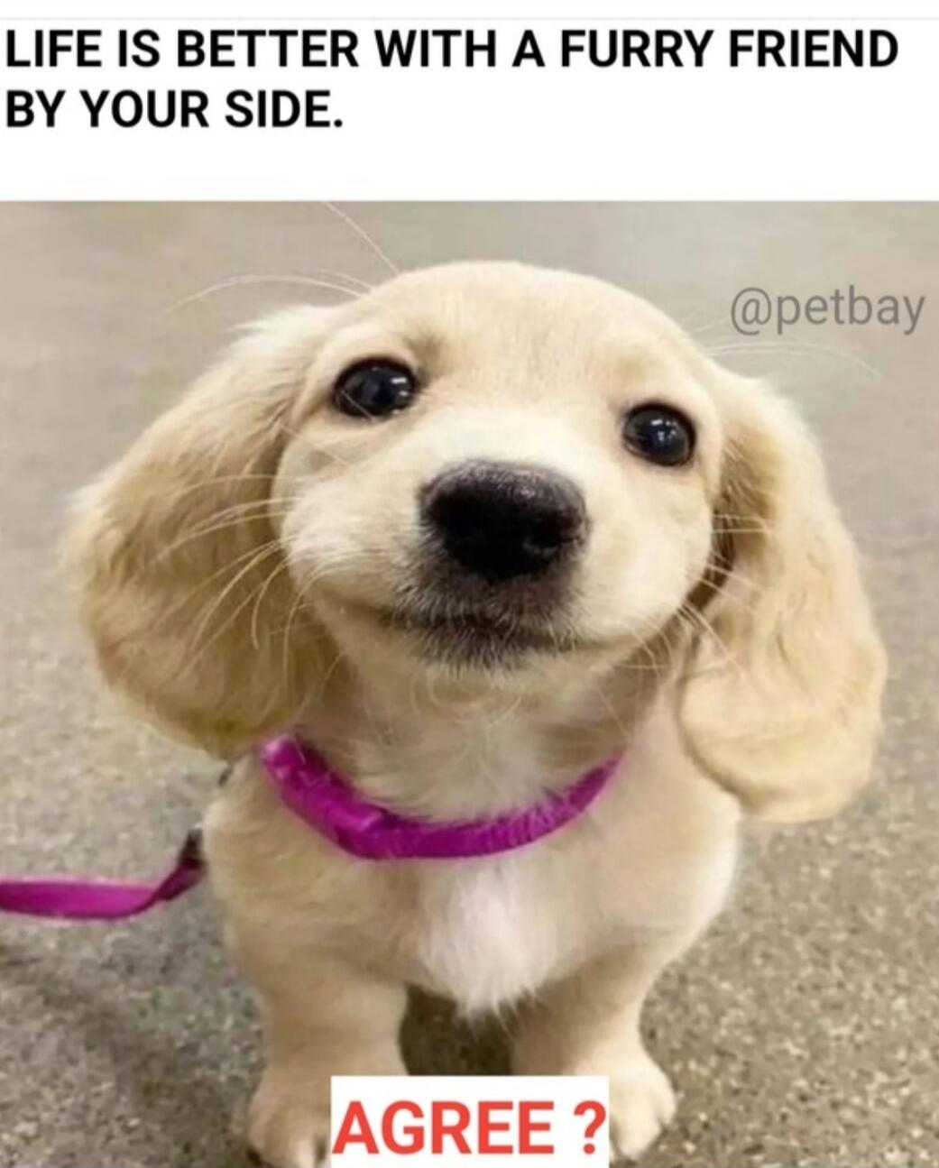 LIFE IS BETTER WITH A FURRY FRIEND BY YOUR SIDE. AGREE ? @petbay