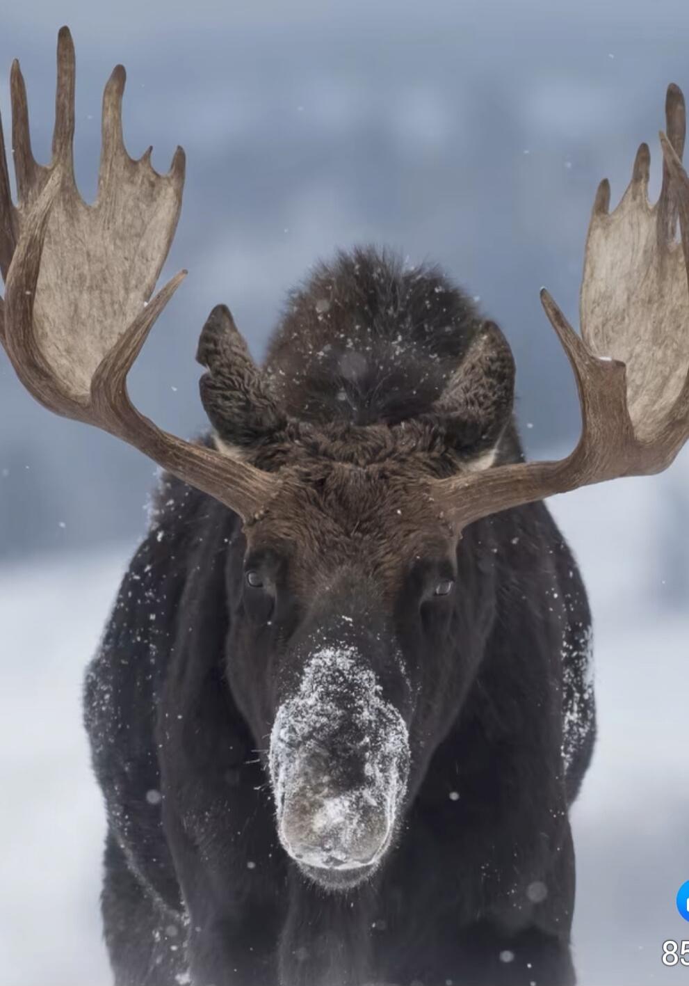 Moose in snow