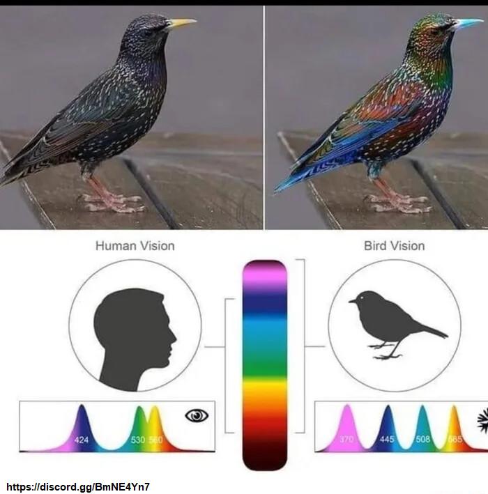 Human Vision Bird Vision AdL A M htpslidiscordggBmNEAYR