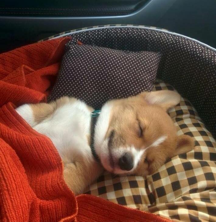 A small dog sleeping in a car seat, covered with a red blanket.
