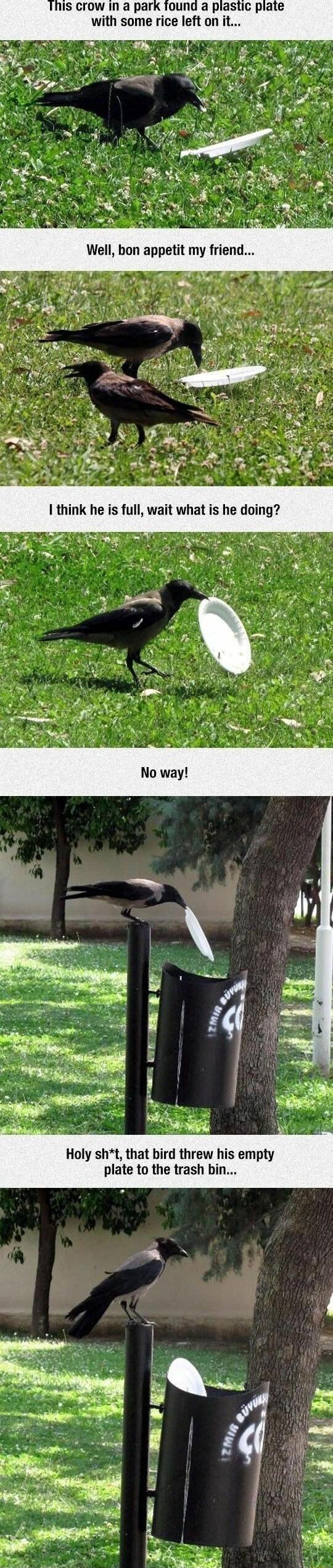 Holy sht that bird threw his empty plate to the trash bin
