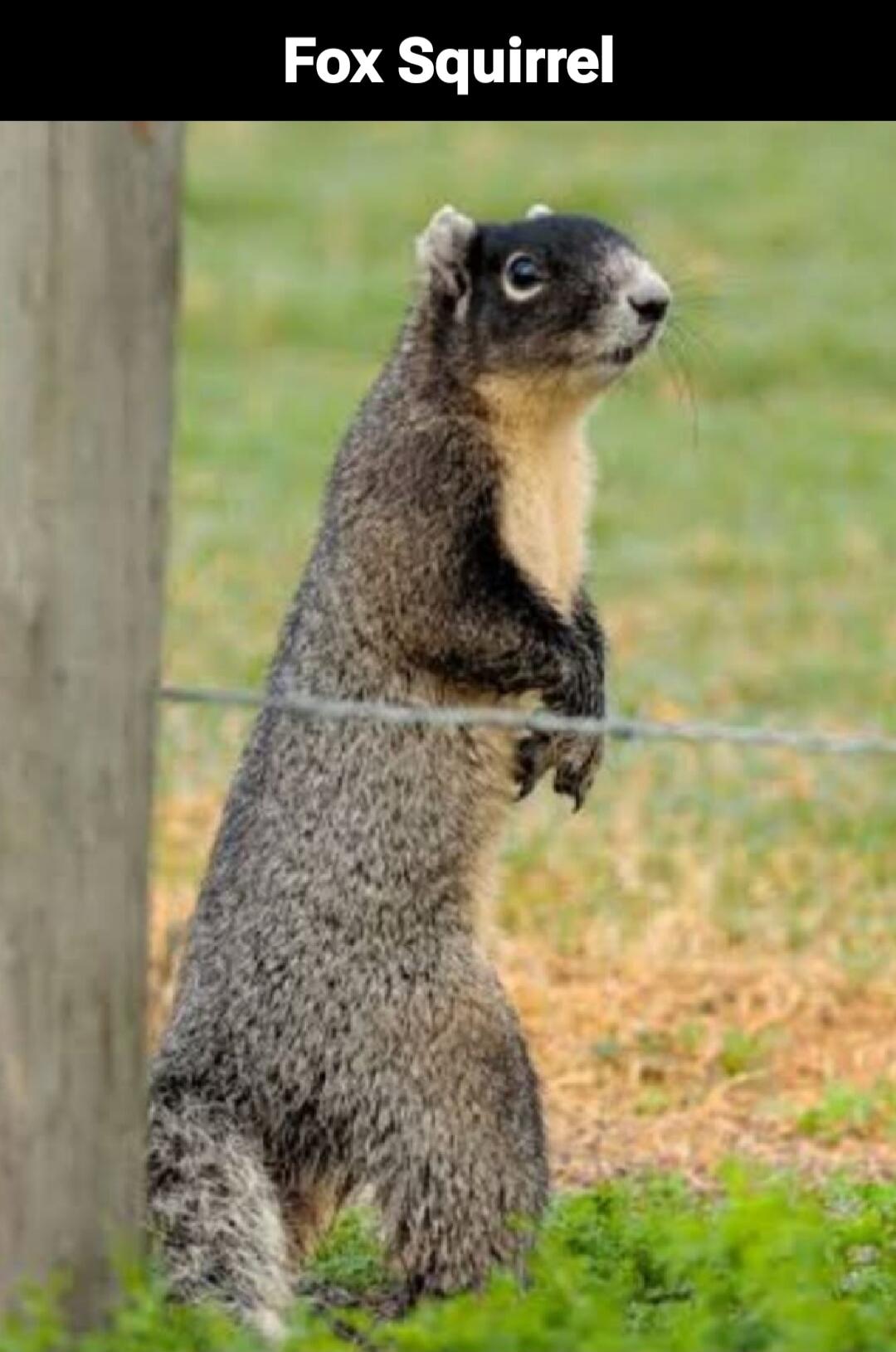 Fox Squirrel