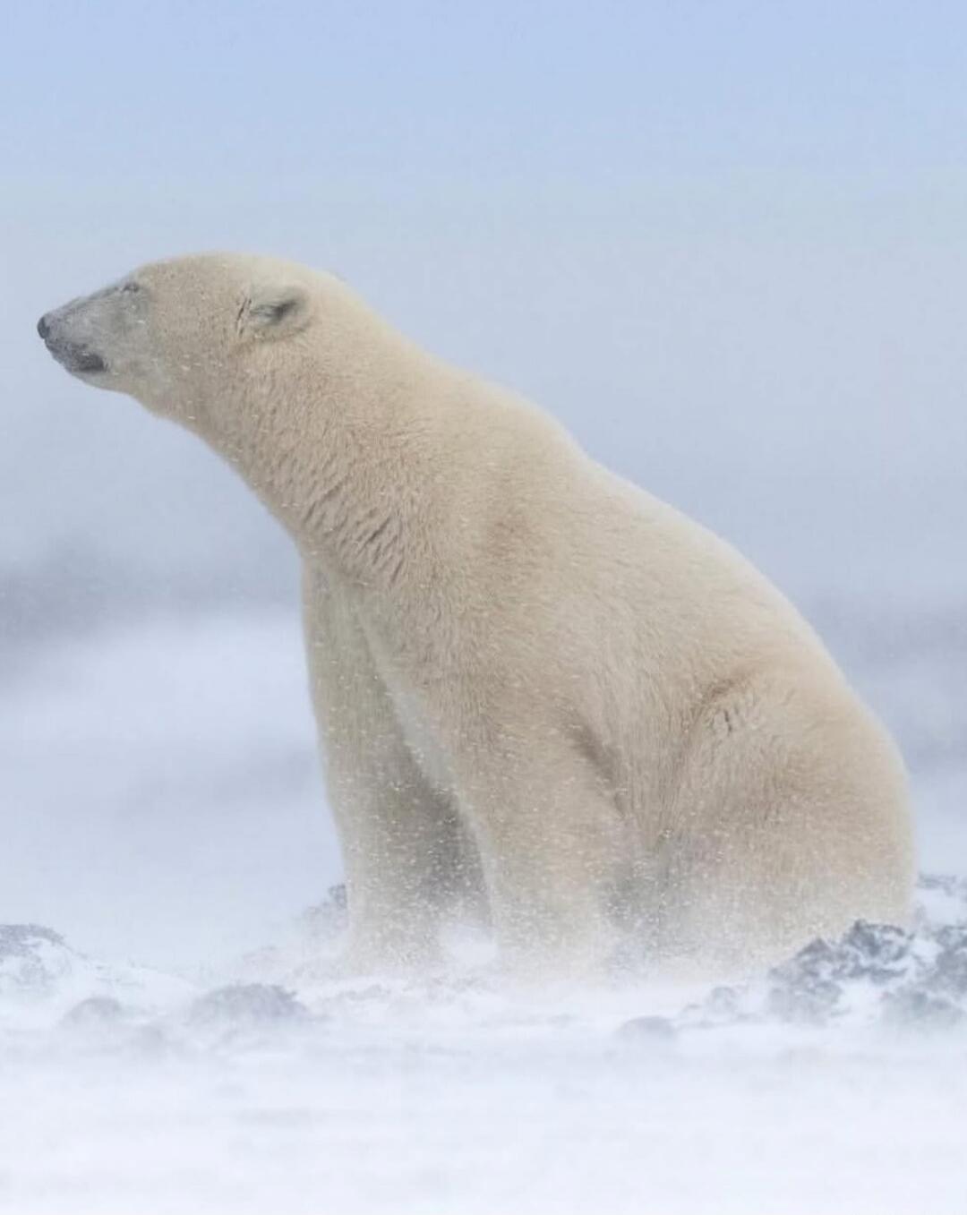 Polar bear sitting on snow.