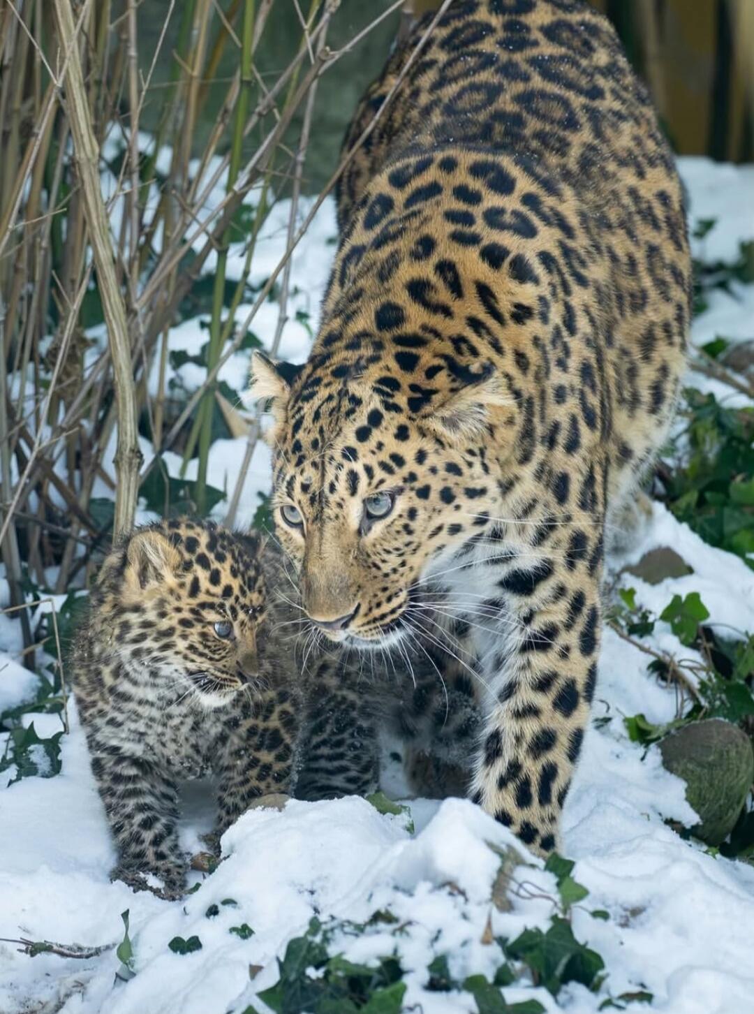 An adult leopard and its cub walking together in the snow among plants.