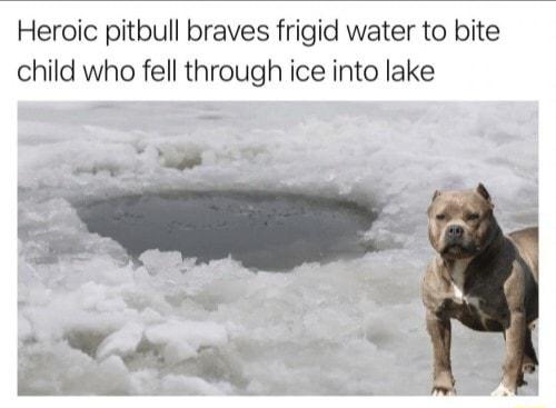 Heroic pitbull braves frigid water to bite child who fell through ice into lake