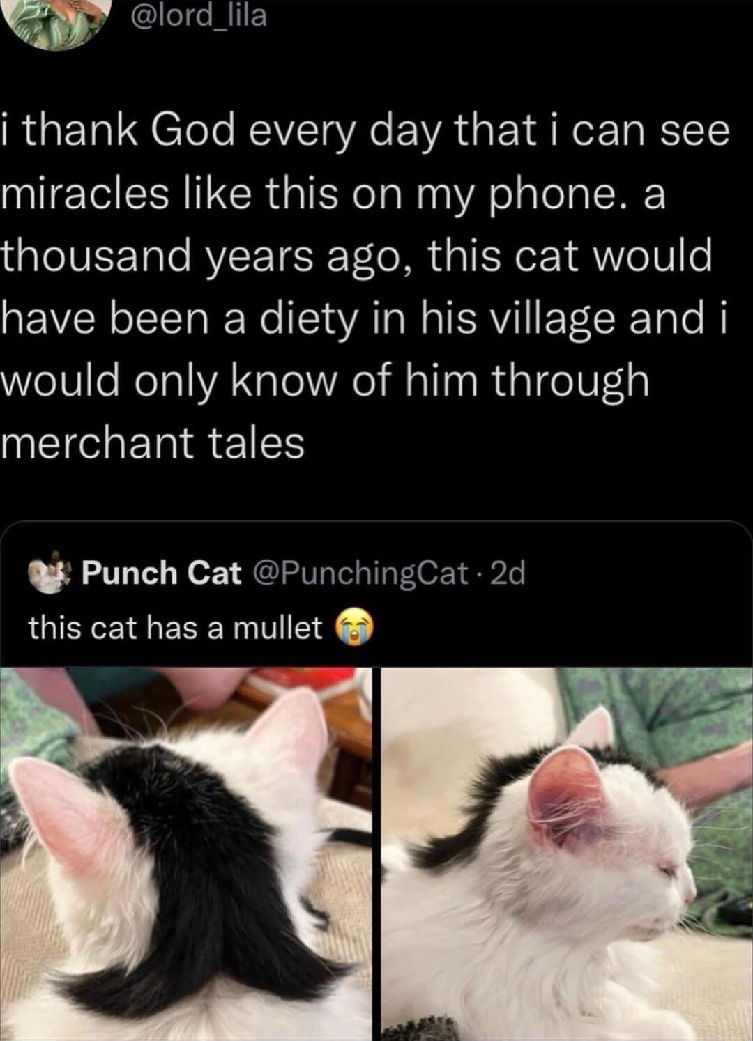 y lordlila RUET Y CTele RoVETa YR VA s T erTa i SI1 miracles like this on my phone a thousand years ago this cat would have been a diety in his village and i would only know of him through merchant tales Punch Cat PunchingCat 2d this cat has a mullet Y