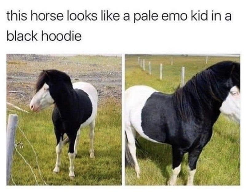 this horse looks like a pale emo kid in a black hoodie