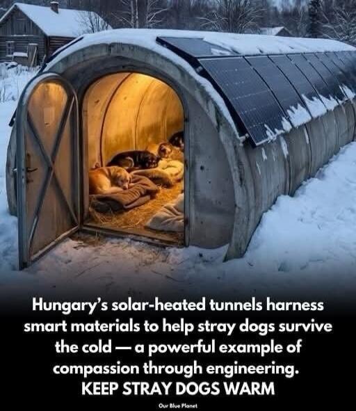 Hungary’s solar-heated tunnels harness smart materials to help stray dogs survive the cold — a powerful example of compassion through engineering. KEEP STRAY DOGS WARM
