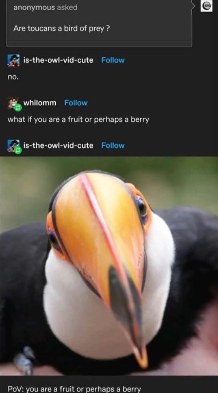 anonymous asked 4 Are toucans a bird of prey A is the owl vid cute Follow no whilomm Follow what if you are a fruit or perhaps a berry is the owk vid cute Follow PoV you are a fruit or perhaps a berry