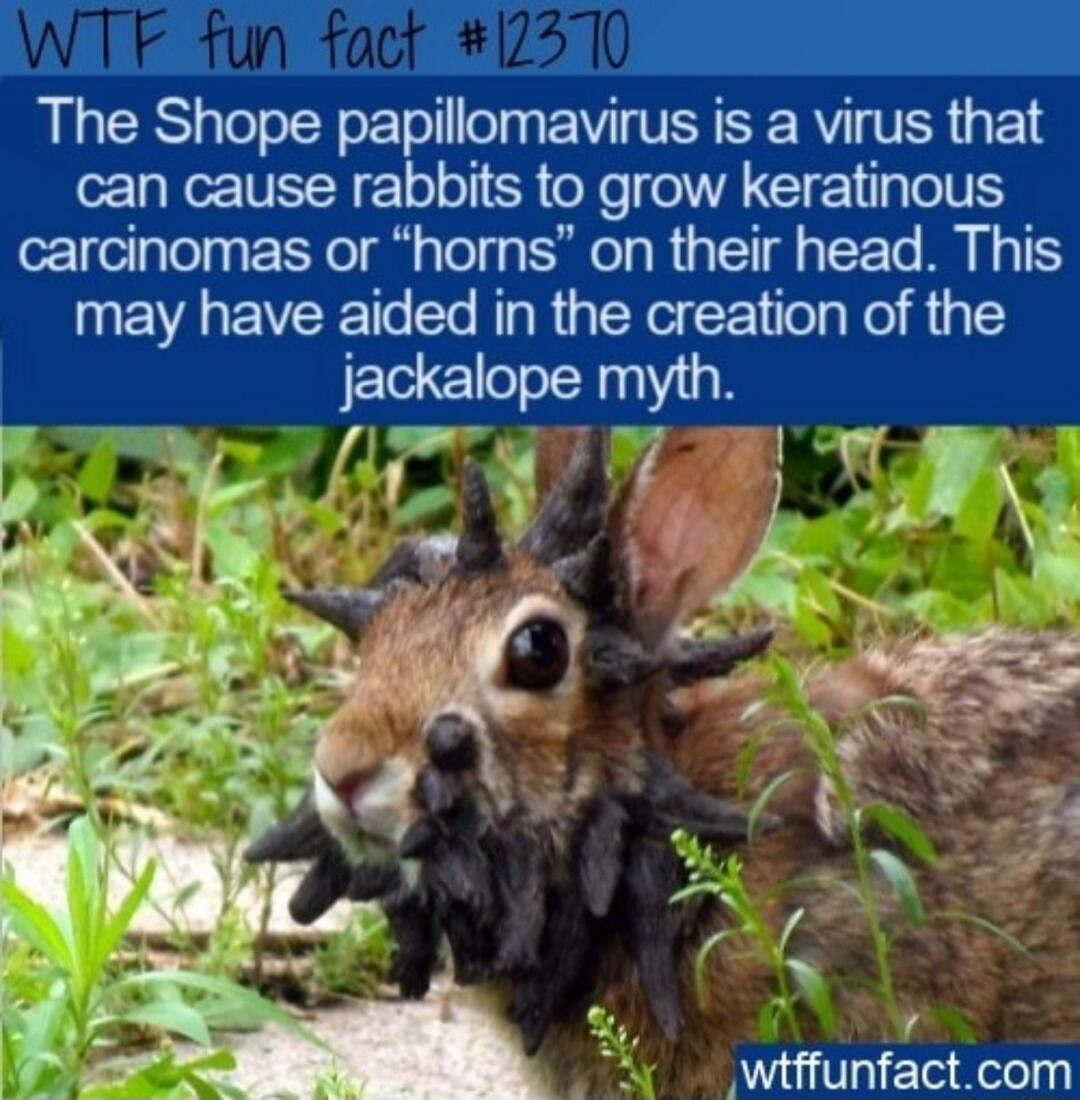 The Shope papillomavirus is a virus that can cause rabbits to grow keratinous carcinomas or horns on their head This may have aided in the creation of the wiffunfactcom