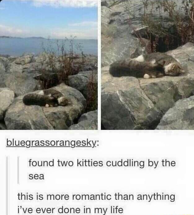 bluegrassorangesky found two kitties cuddling by the sea this is more romantic than anything ive ever done in my life