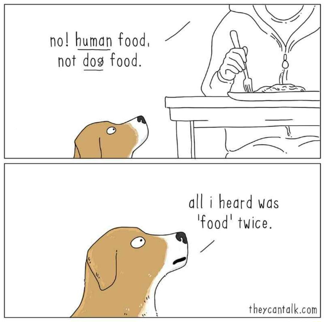 no human food e not dog food all i heard was food twice Ve theycantalk com