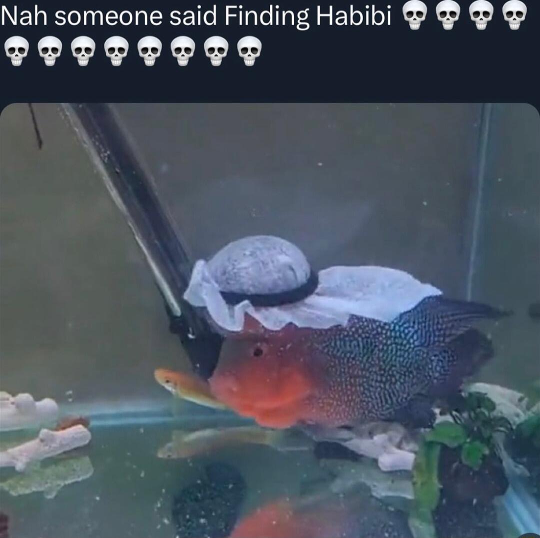 Nah someone said Finding Habibi POOOOOD