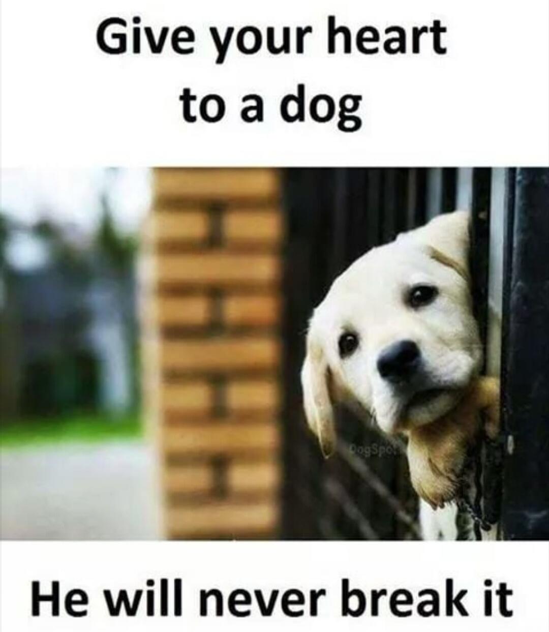 Give your heart to a dog. He will never break it.
