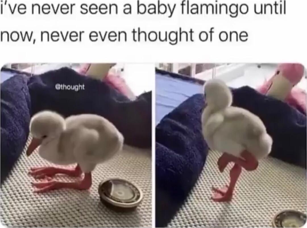 Ive never seen a baby flamingo unti now never even thought of one