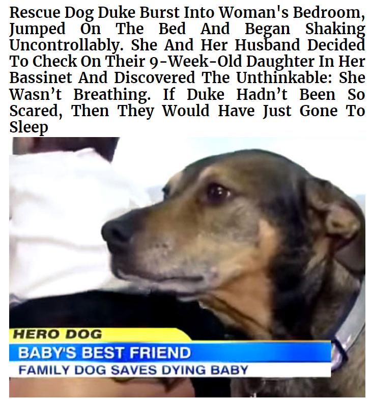 Rescue Dog Duke Burst Into Womans Bedroom Jumped On The Bed And Began Shaking Uncontrollably She And Her Husband Decide To Check On Their 9 Week 01d Daughter In Her Bassinet And Discovered The Unthinkable She Wasnt Breathing If Duke Hadnt Been So Slcared Then They Would Have Just Gone To Sleep HERO DOG BABYS BEST FRIEND _FAMILY DOG SAVES DYING BABY
