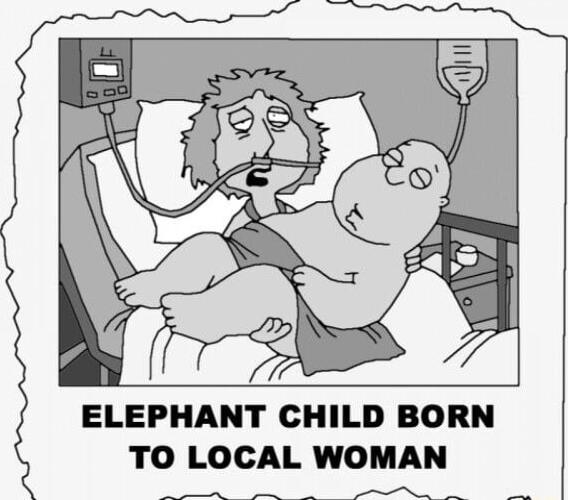 ELEPHANT CHILD BORN TO LOCAL WOMAN o s Pt
