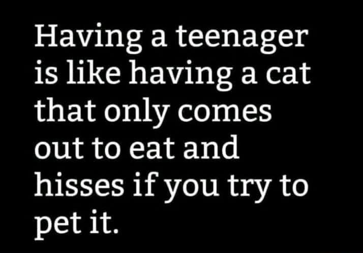 Having a teenager is like having a cat that only comes out to eat and hisses if you try to pet it