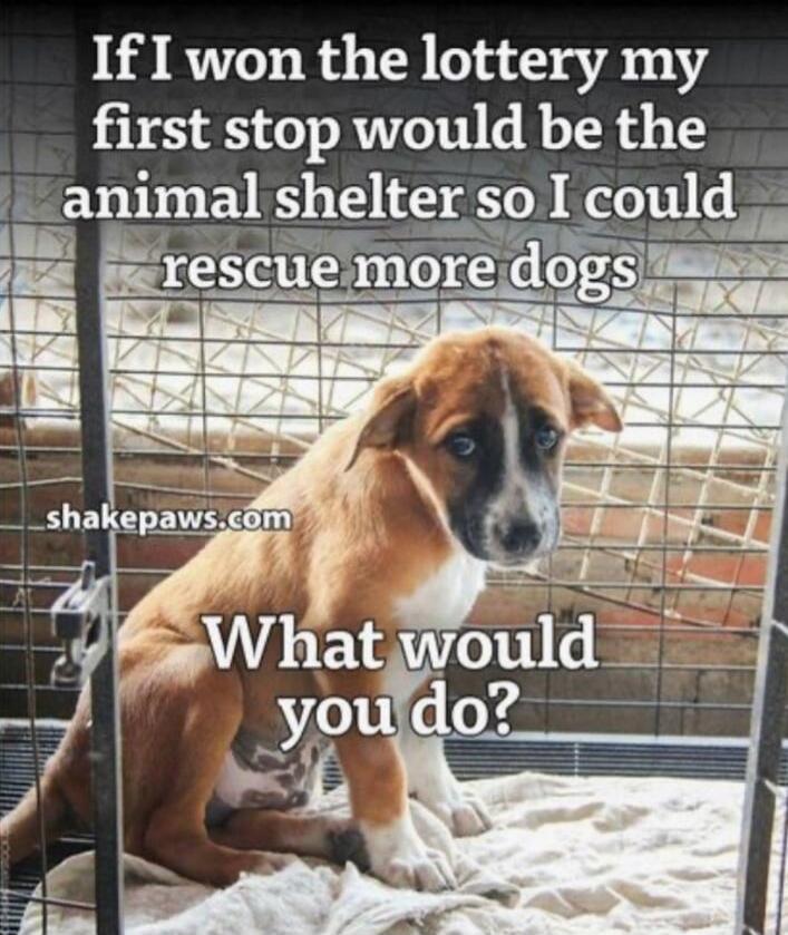 If I won the lottery my first stop would be the animal shelter so I could rescue more dogs
What would you do?
