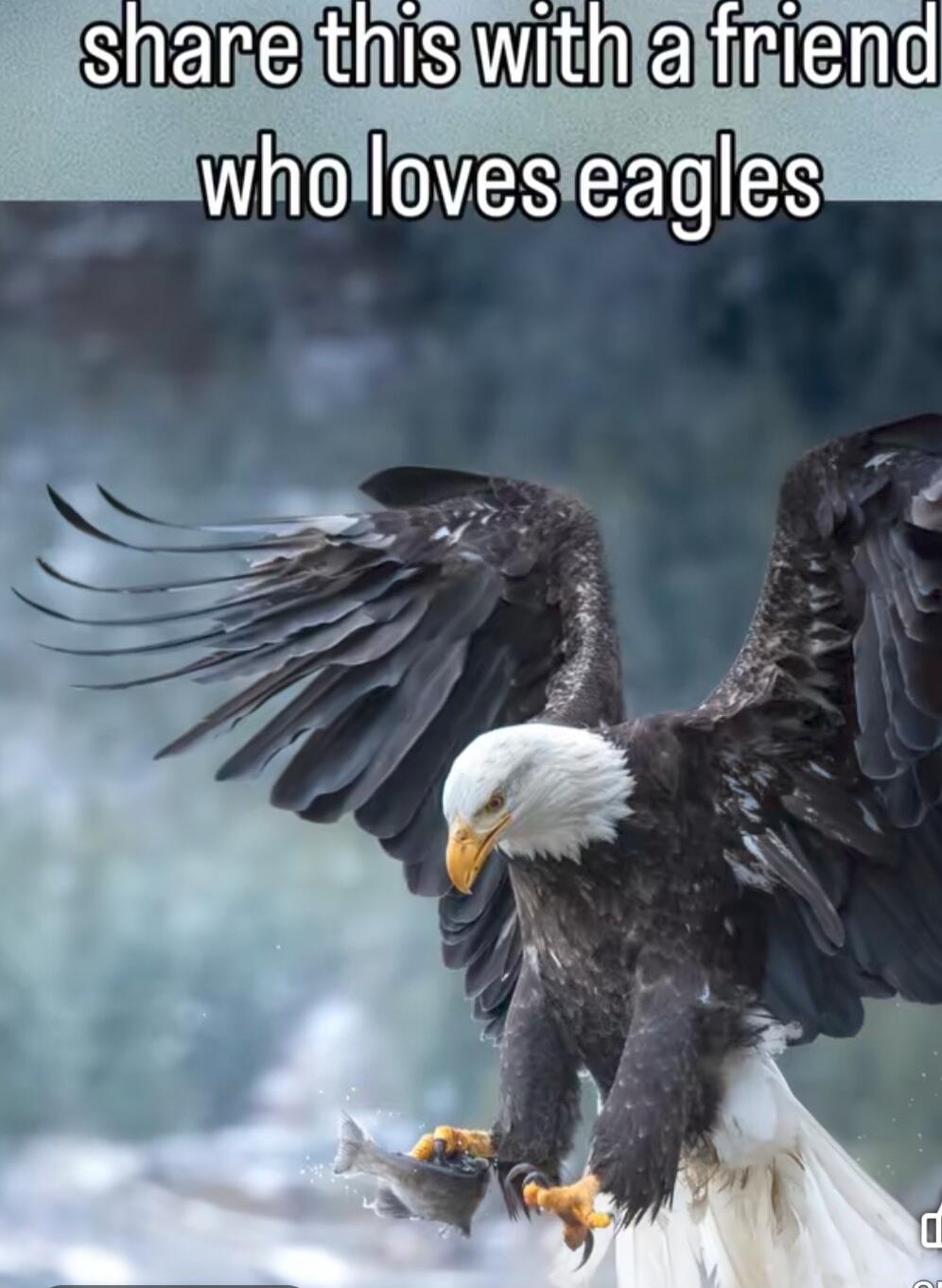 share this with a friend who loves eagles