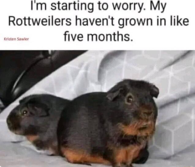 Im starting to worry My Rottweilers havent grown in like five months