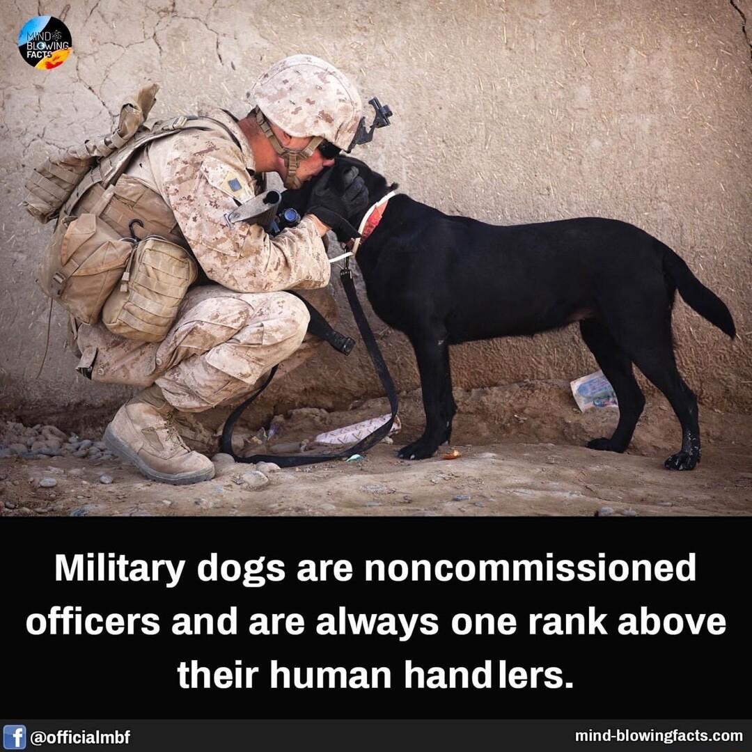 Military dogs are noncommissioned LHTETSE GG ETCENEYSG L ERE L EL T QU TTUEL I EDLIETEN B officiaimb G