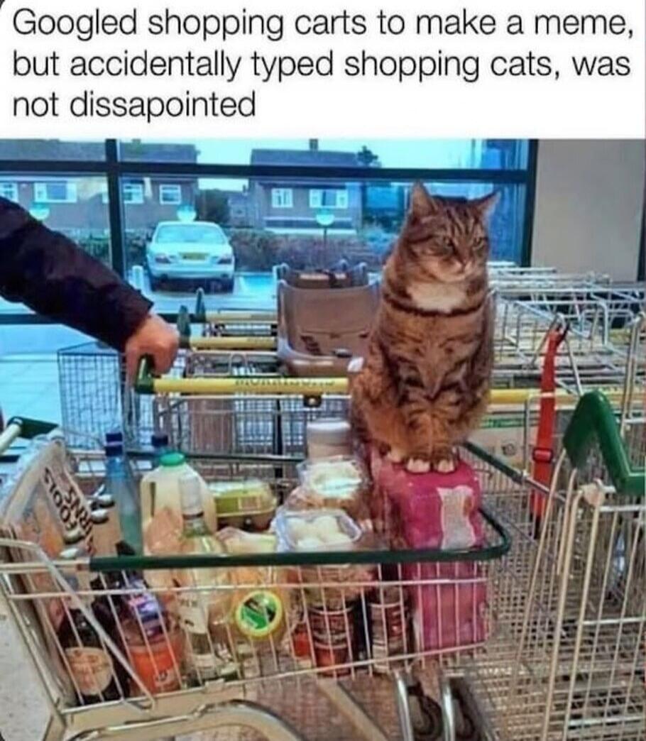 Googled shopping carts to make a meme, but accidentally typed shopping cats, was not dissapointed