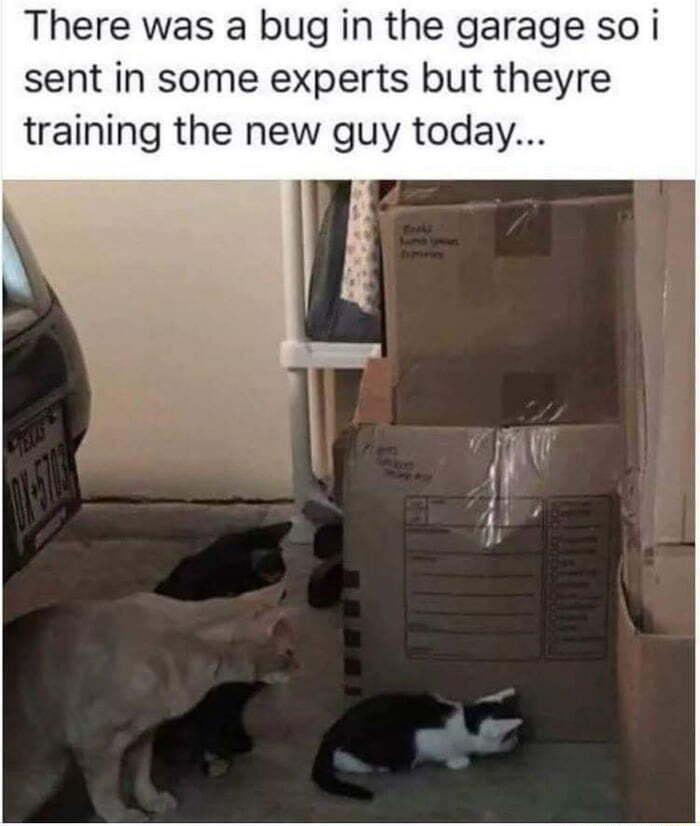 There was a bug in the garage so i sent in some experts but theyre training the new guy today