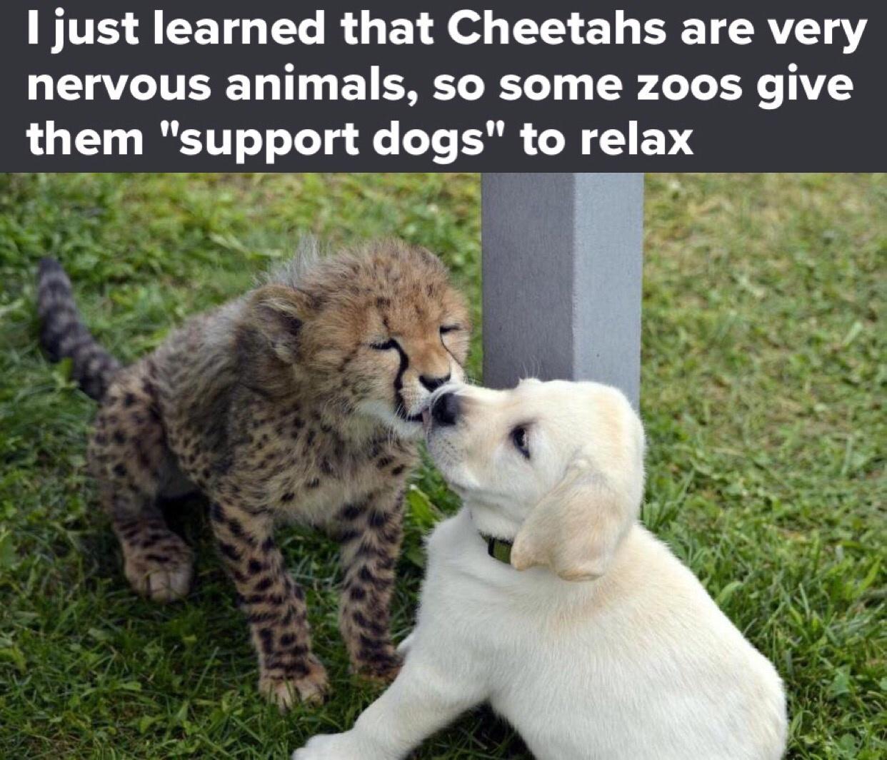 just learned that Cheetahs are very nervous animals so some zoos give them support dogs to relax