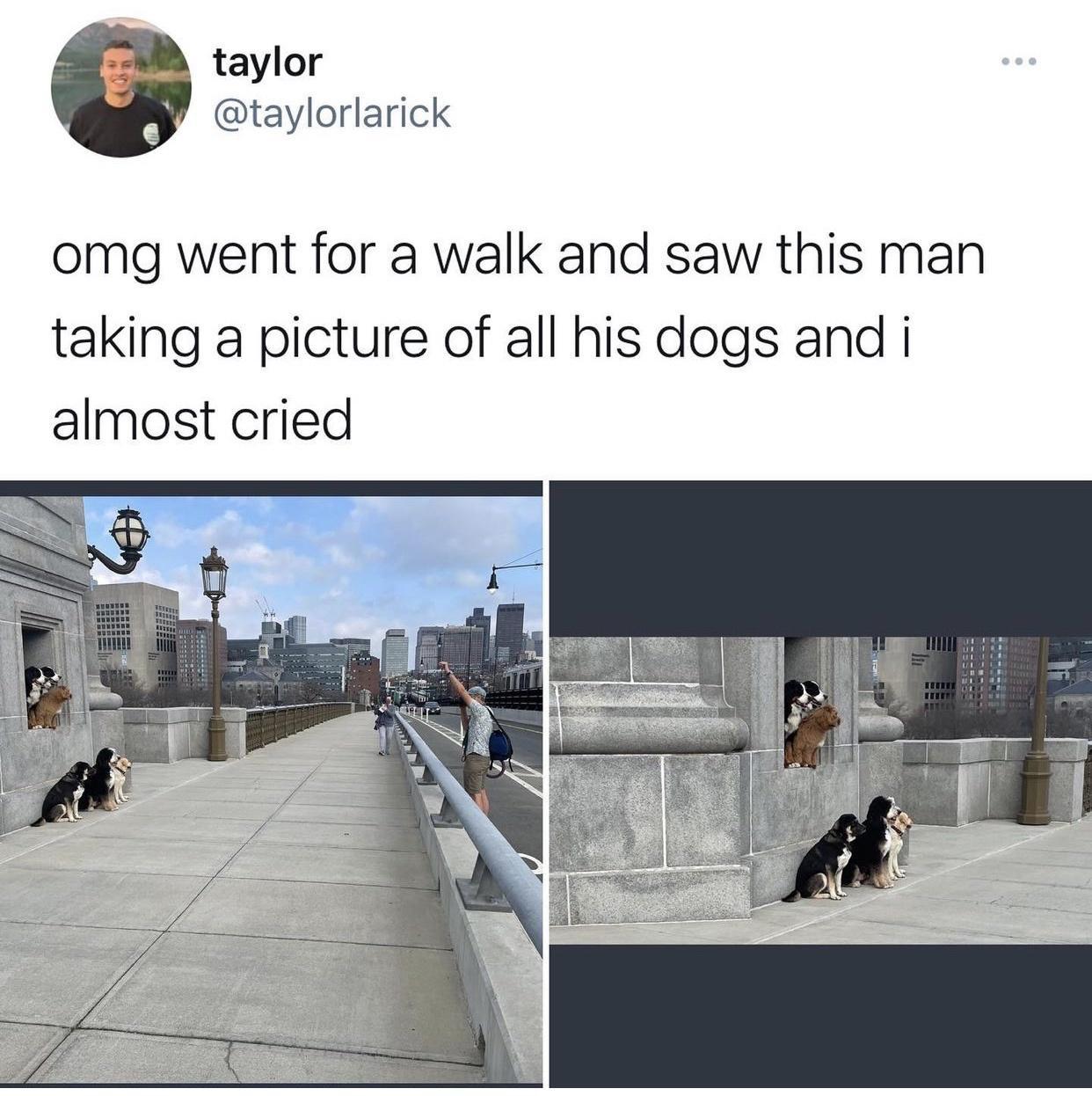 o taylor taylorlarick omg went for a walk and saw this man taking a picture of all his dogs and i almost cried