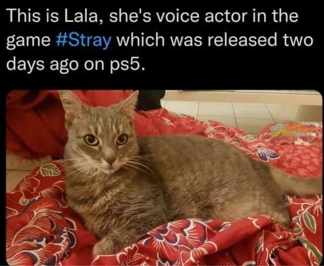 This is Lala shes voice actor in the game Stray which was released two days ago on psb